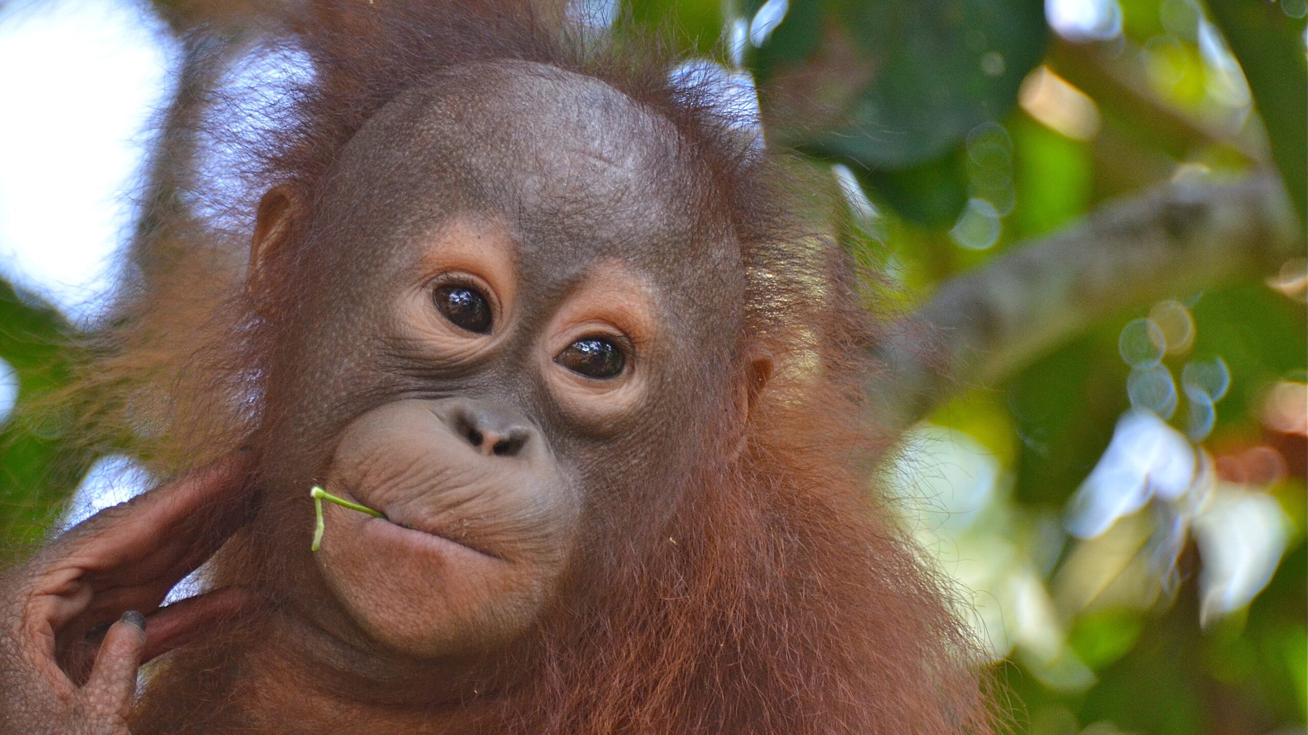 (c) Orangutanrescue.nl