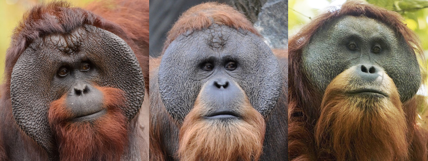 Orang-oetanmannen met wangplaten. Van links naar rechts: een Borneose, een Sumatraanse en een Tapanuli orang-oetan | © Eric Kilby, Aiwok &amp; Tim Laman, CC BY-SA 3.0 &lt;https://creativecommons.org/licenses/by-sa/3.0&gt;, via Wikimedia Commons