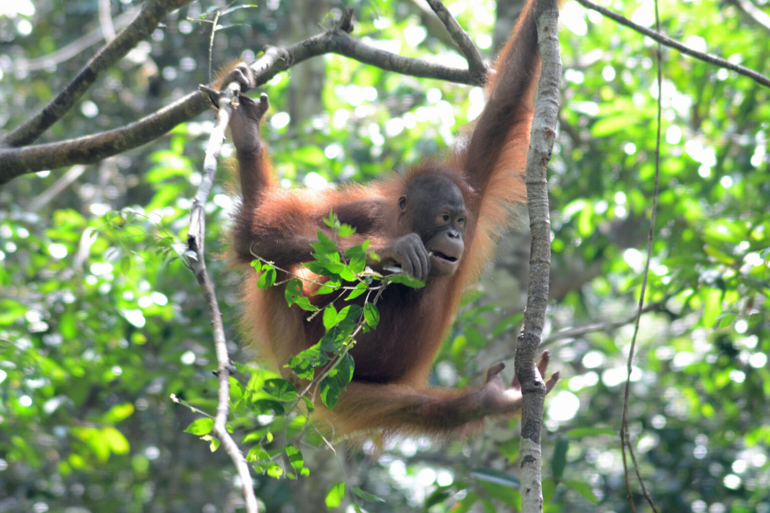 GEBRUIKT DE ORANG OETAN GEREEDSCHAP visual data 8