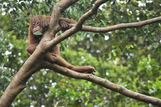 Een orang-oetan in het oefenbos | Foto: SOC