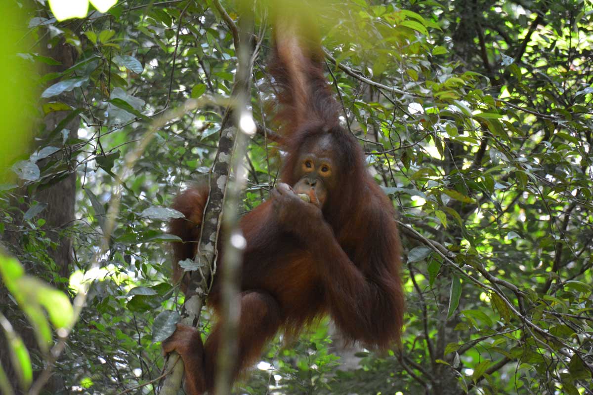 Een Borneose orang-oetan met een vijg | Foto: Hugo Wortel