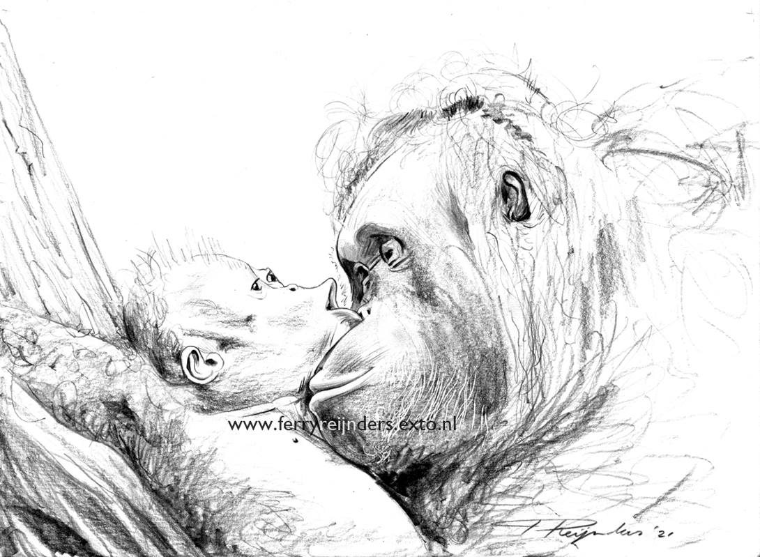 Featured image for “Ferry Reijnders tekent verwantschap tussen mens en orang-oetan”