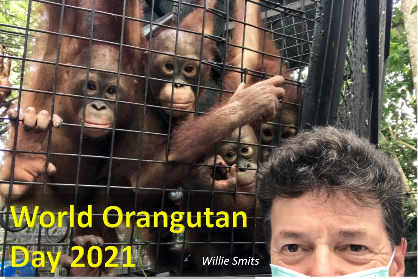 Featured image for “Gastblog Willie Smits: World Orangutan Day 2021”