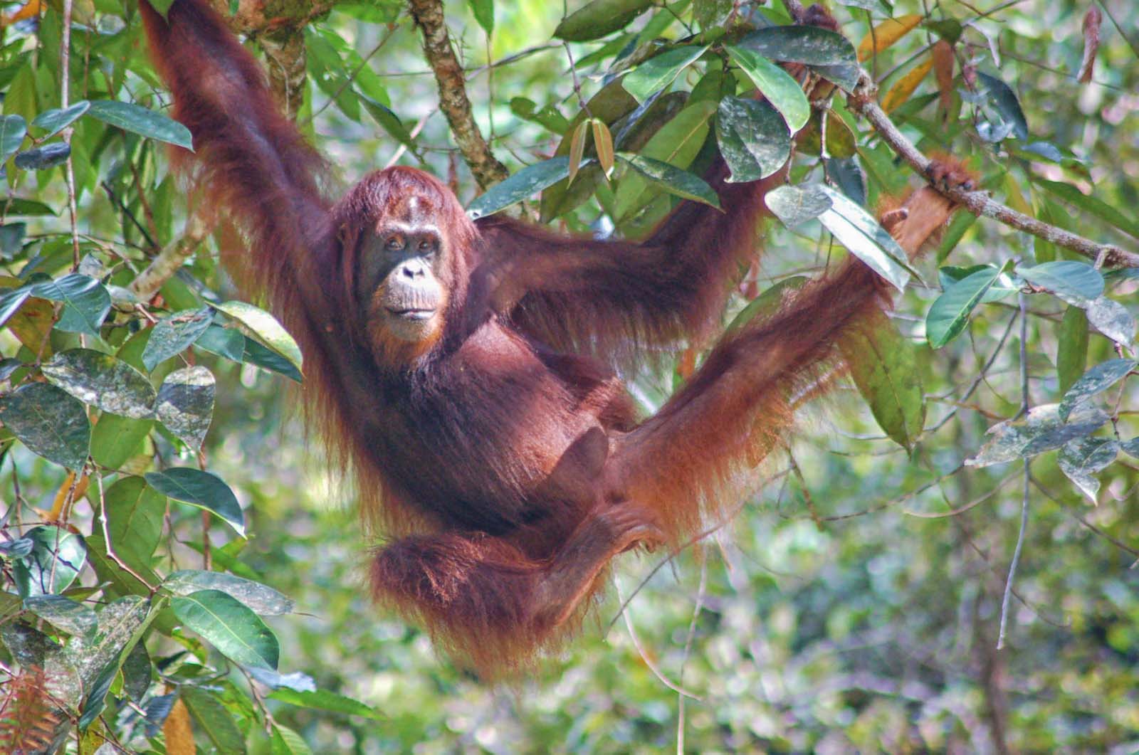 Ontmoeting met Putri Tanjung (zonder dochter) in NP Betung Kerihun | © SOC