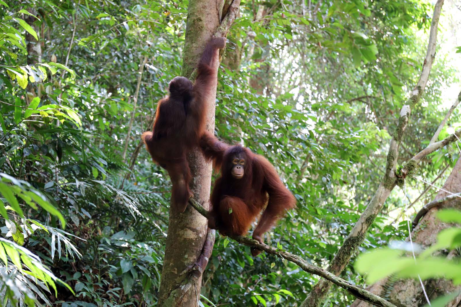 Op 7 april werden Ribang, Leon en Viko vrijgelaten in nationaal park Betung Kerihun | © SOC