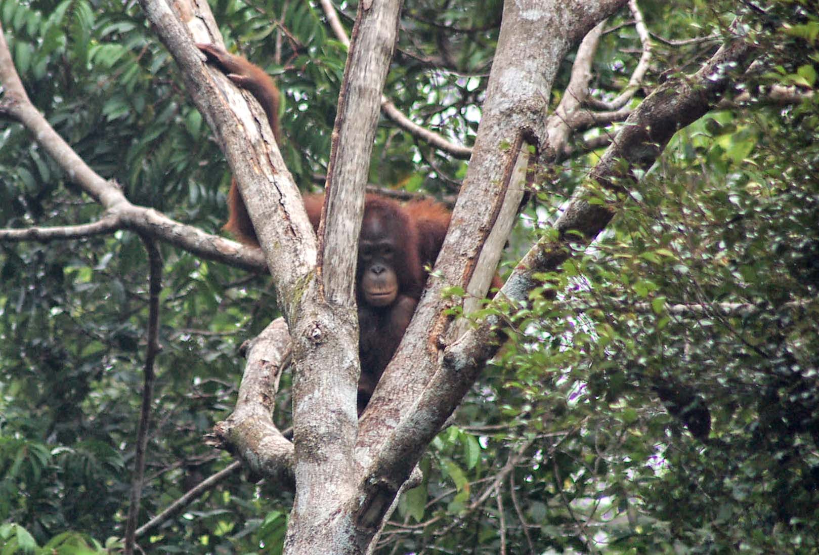 KingKong in het oefenbos in Jerora | © SOC