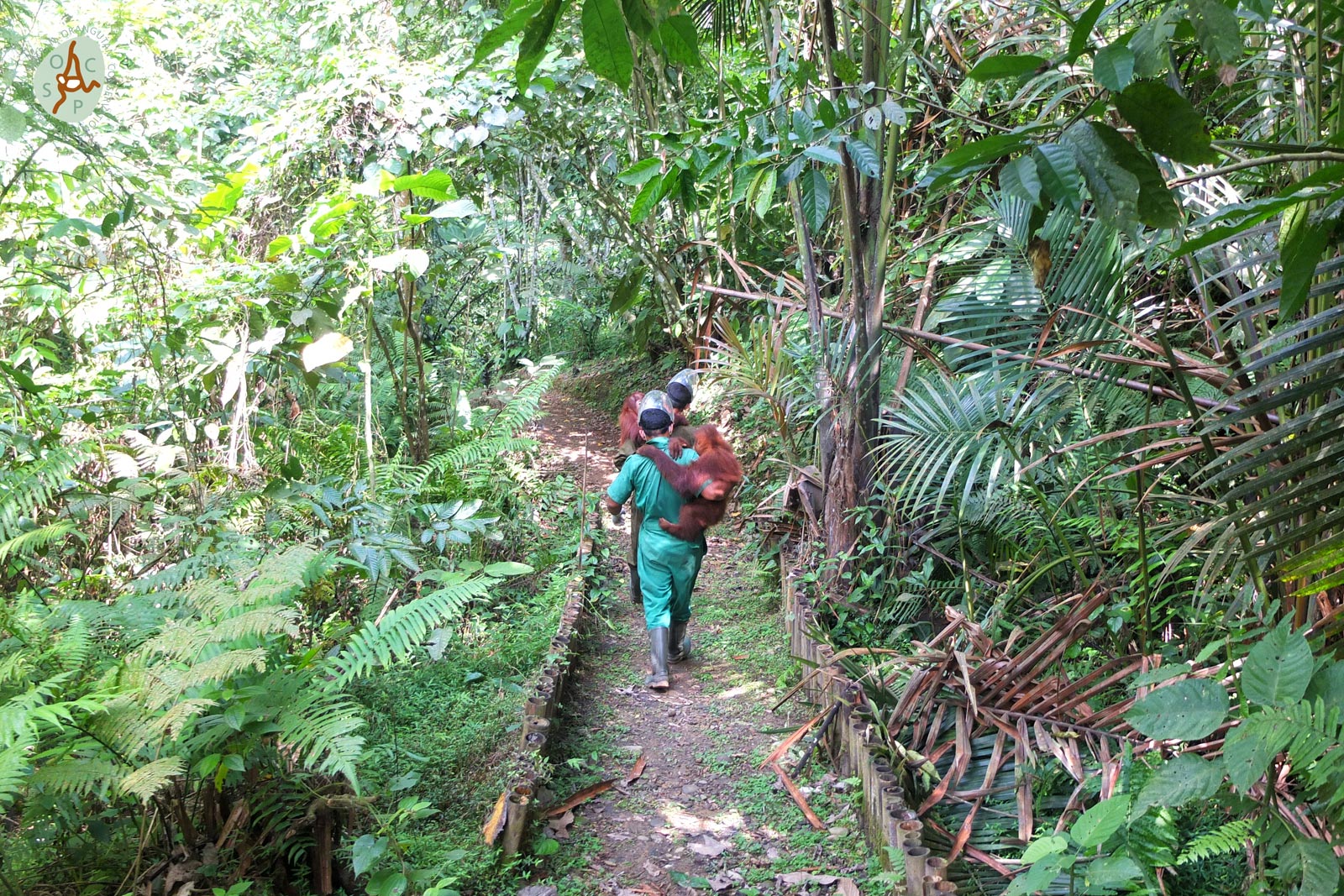 Orang-oetans en verzorgers op weg naar het oefenbos | © SOCP