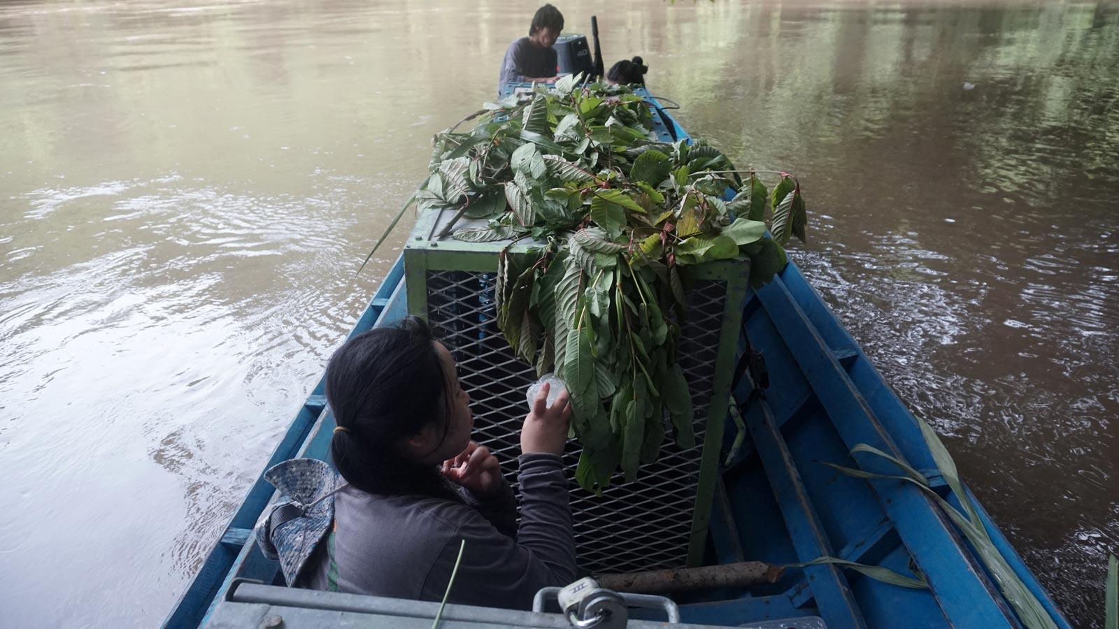 De orang-oetans onderweg naar het vrijlatingsgegbied in NP Betung Kerihun | Foto: SOC