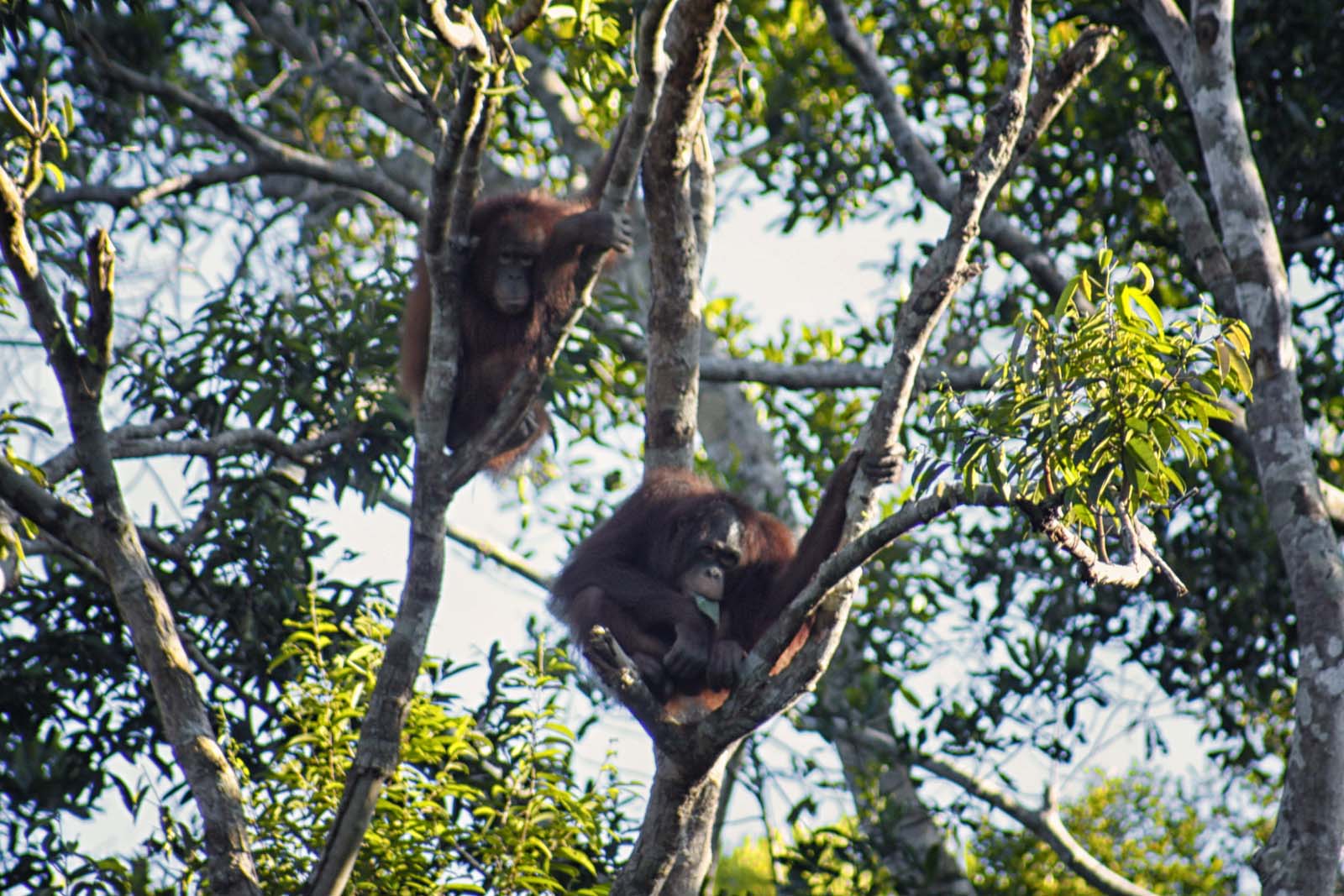 Mona en Aming in het oefenbos in Jerora | © SOC