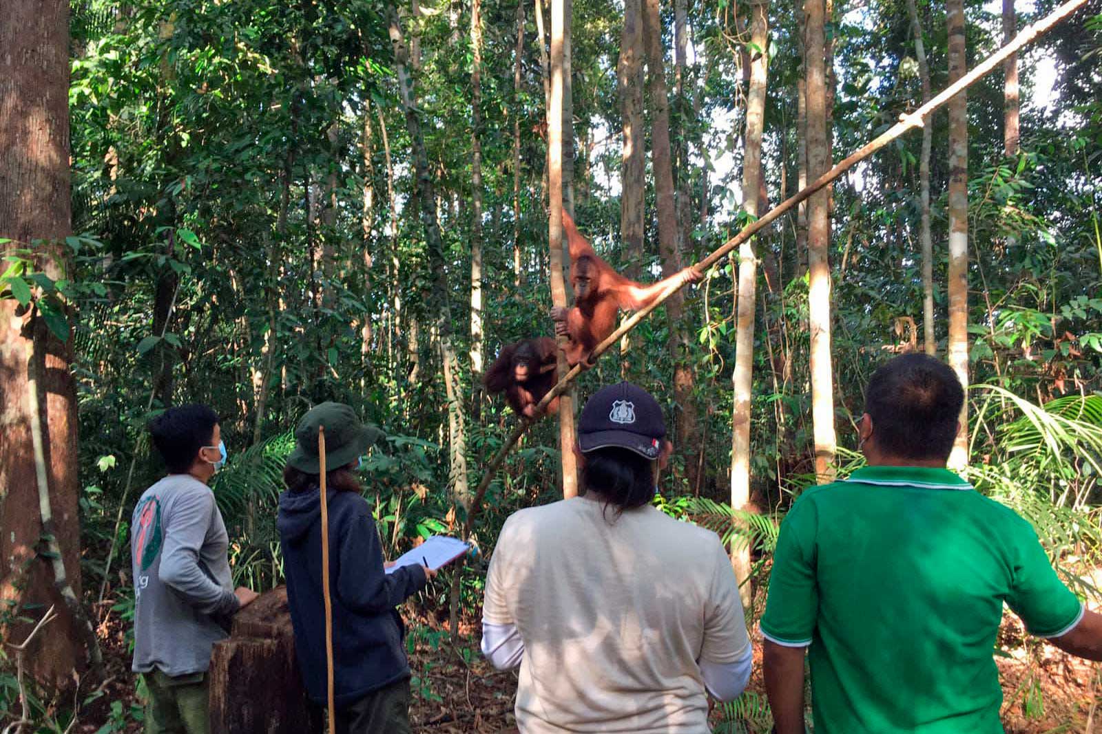 Studenten van Tanjungpura University observeren de orang-oetans in het oefenbos in Jerora. | Foto: SOC