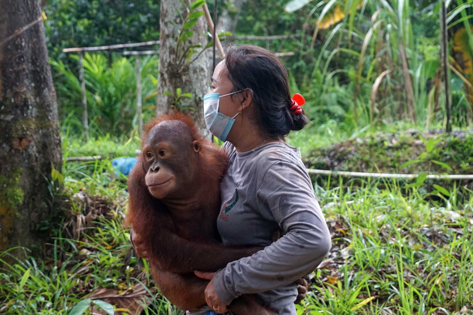 De jonge orang-oetans worden naar hun nieuwe verblijf in Jerora gedragen | Foto: SOC