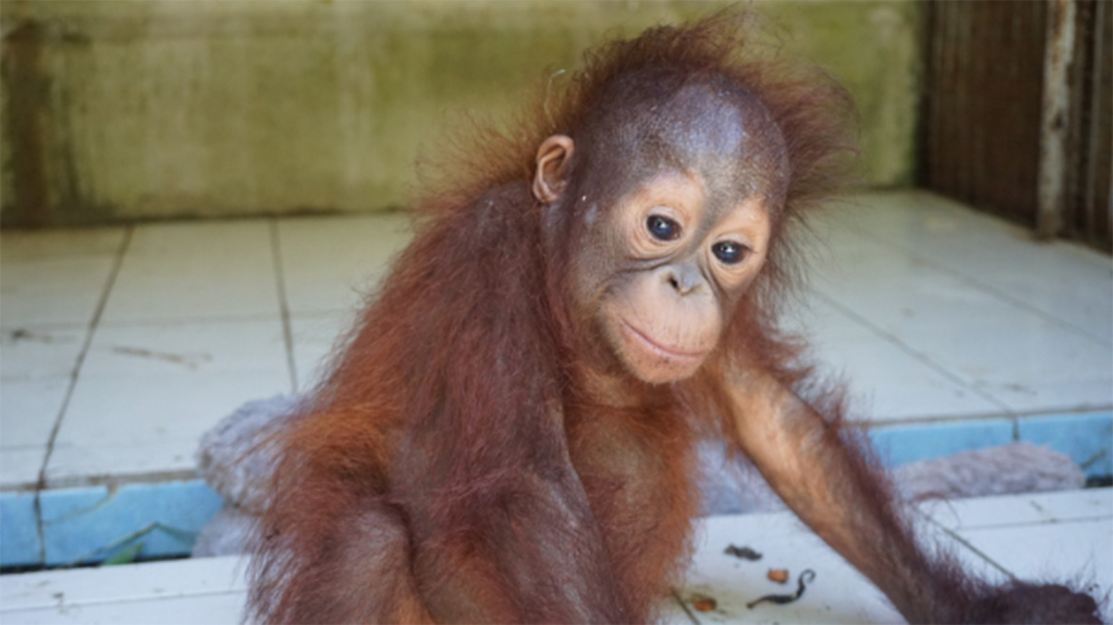 Neneng in haar quarantaineverblijf in het Sintang Orangutan Center | Foto: SOC