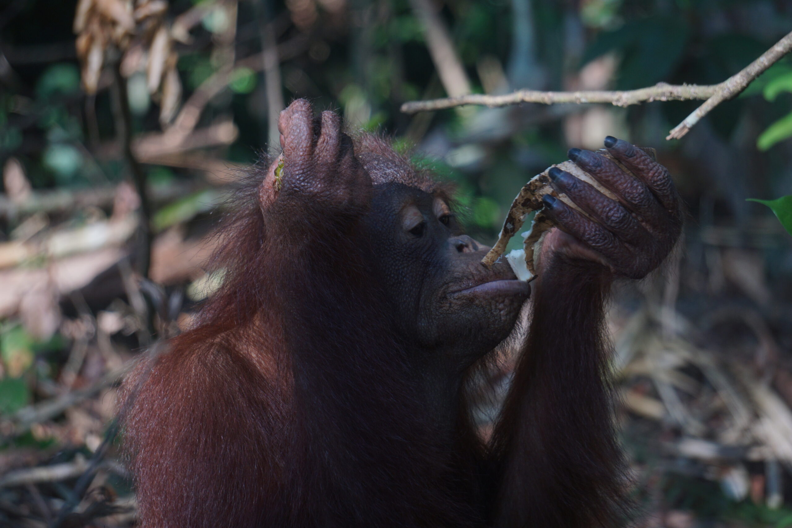 Featured image for “Update Bondan oktober 2024”