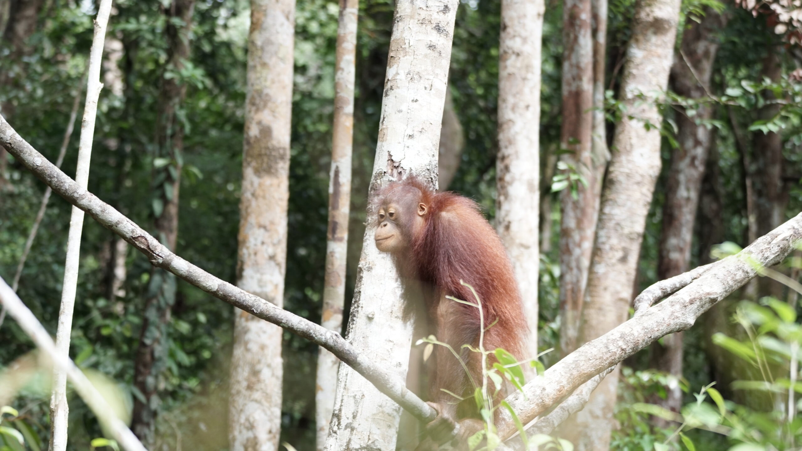 Featured image for “Update Banir september 2025”