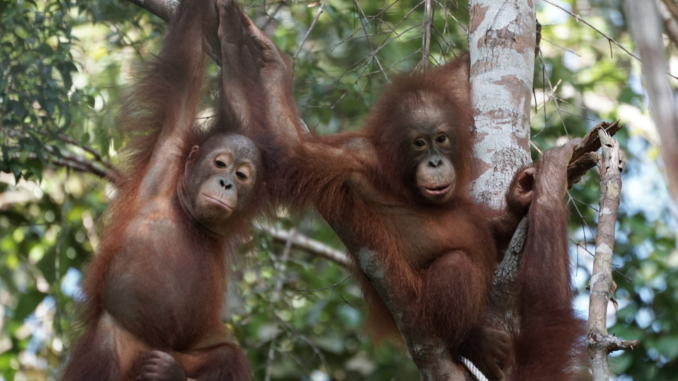 Featured image for “Update Redi september 2025”