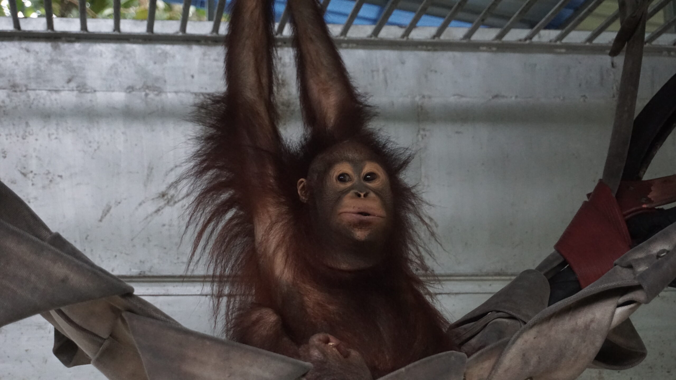 Featured image for “Update Banir juni 2025”