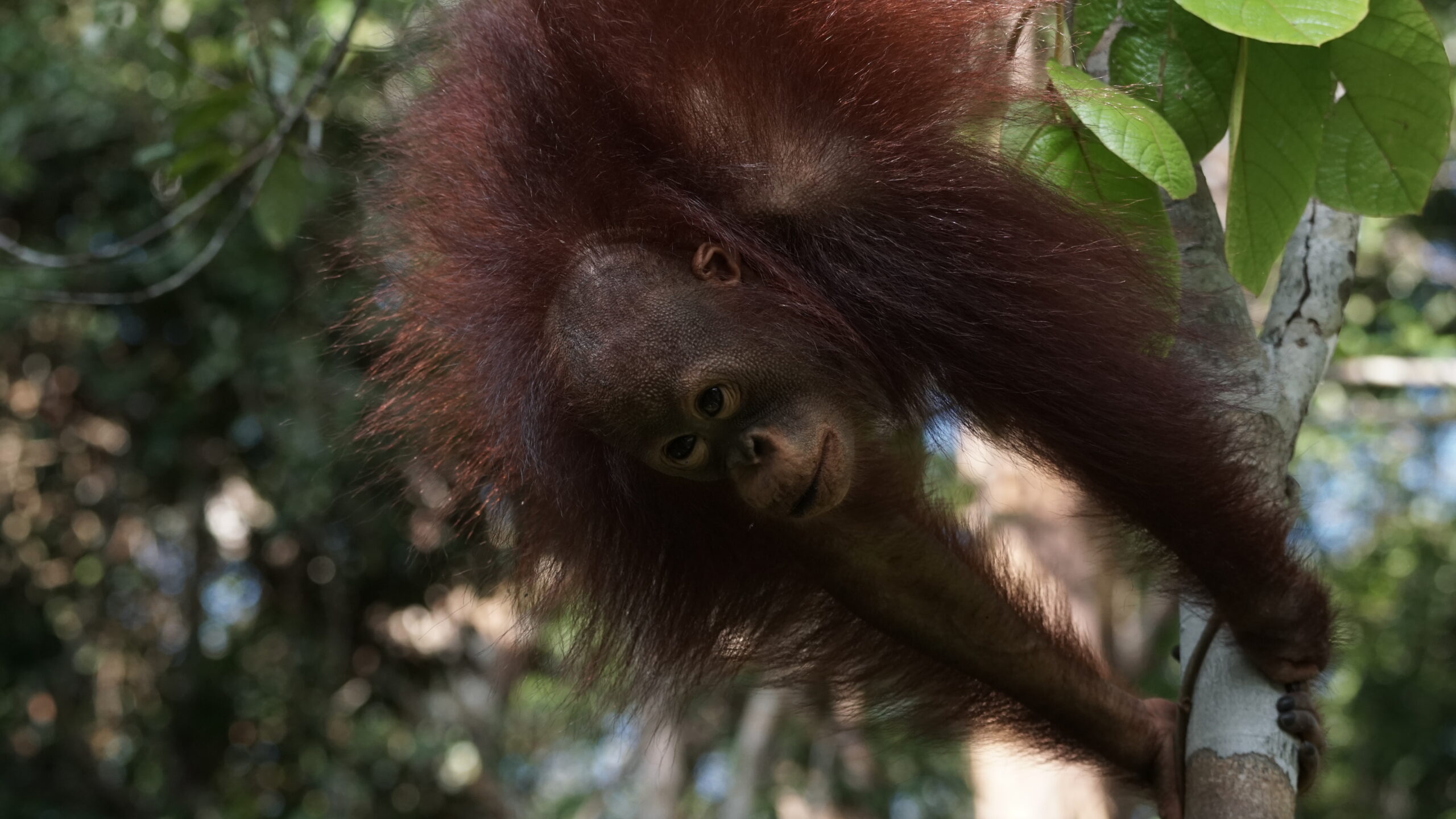 Featured image for “Update Banir juli 2025”