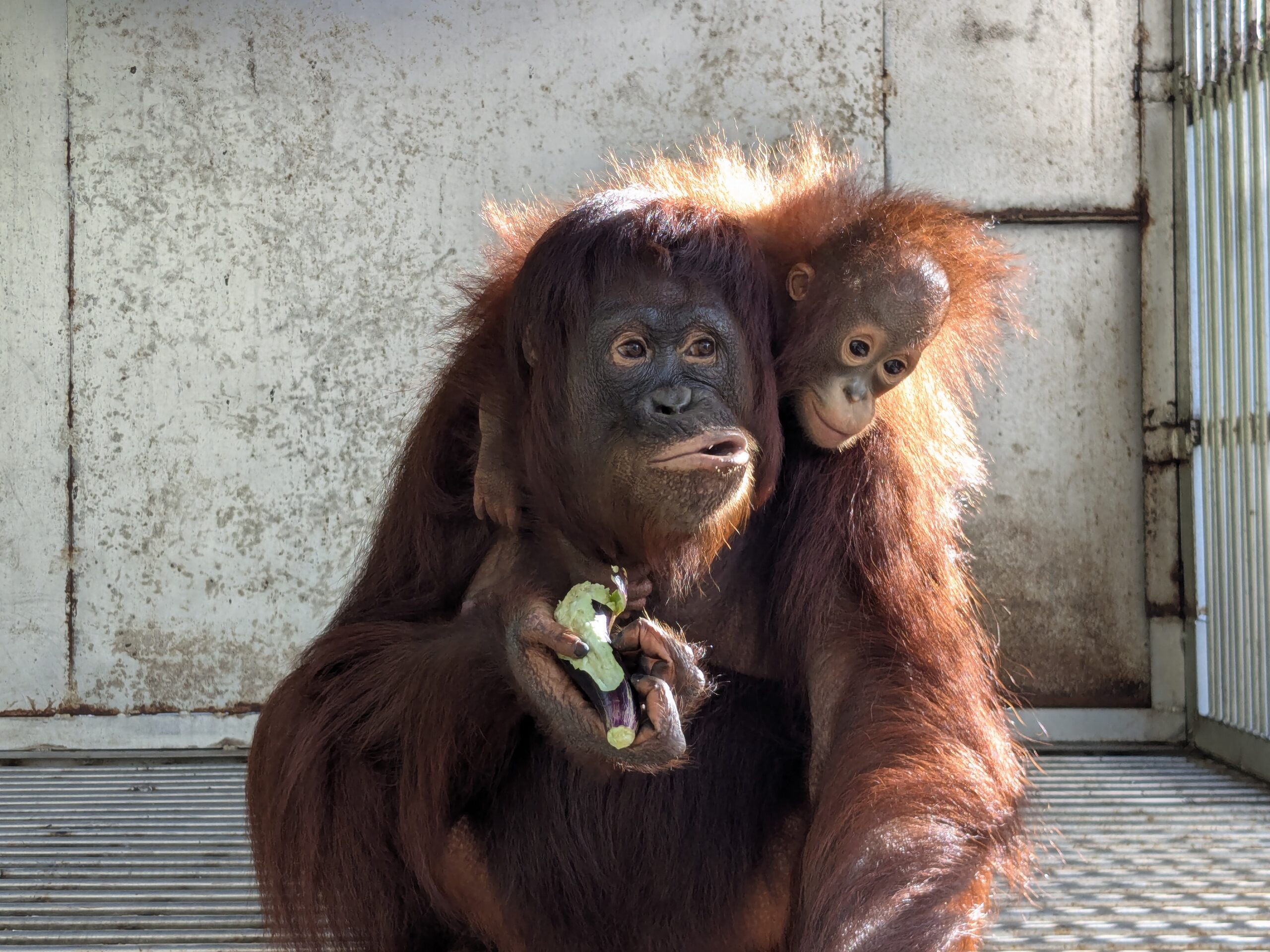 Featured image for “Update Sinta september 2025”