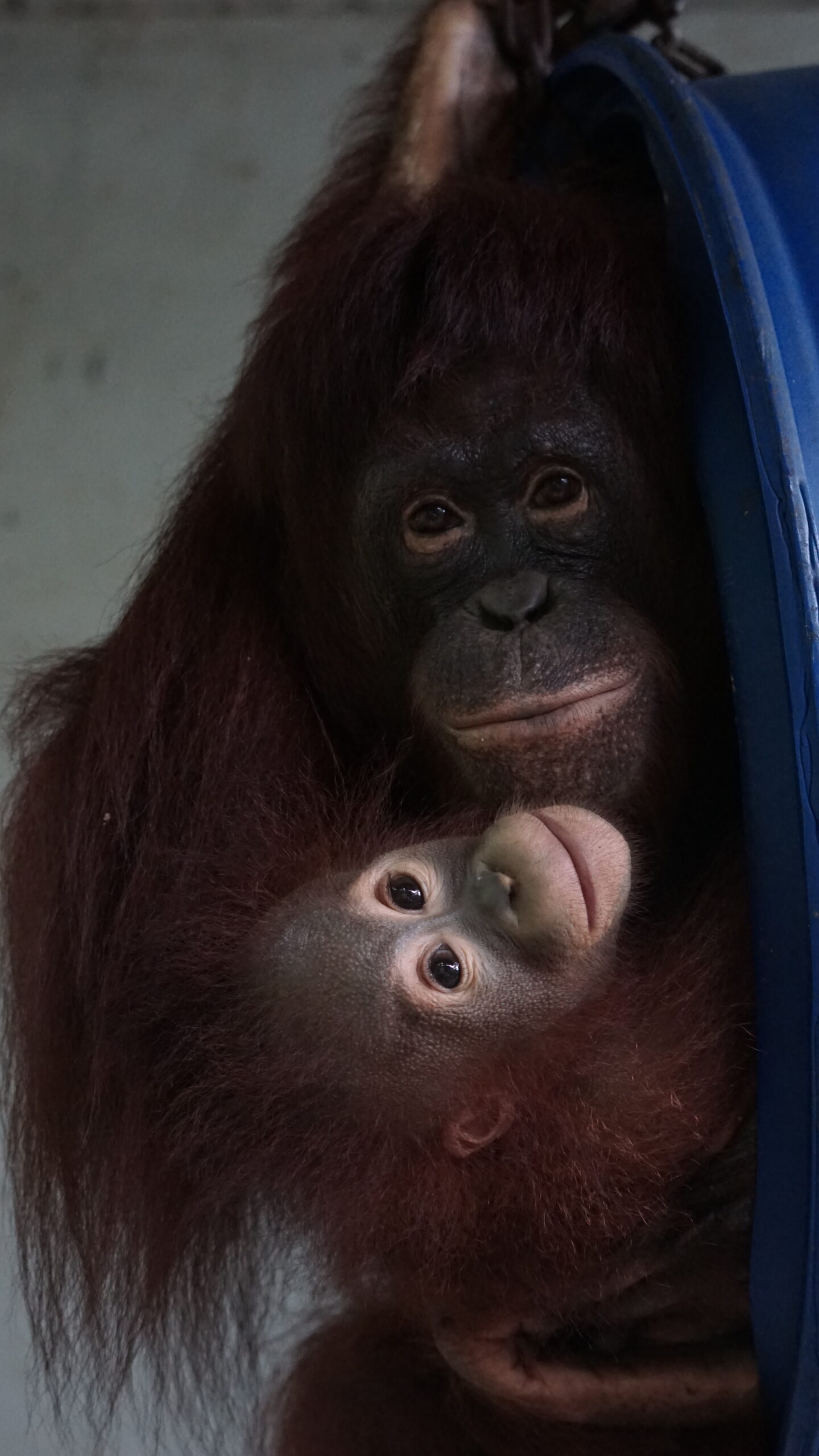 Featured image for “Update Sinta oktober 2025”