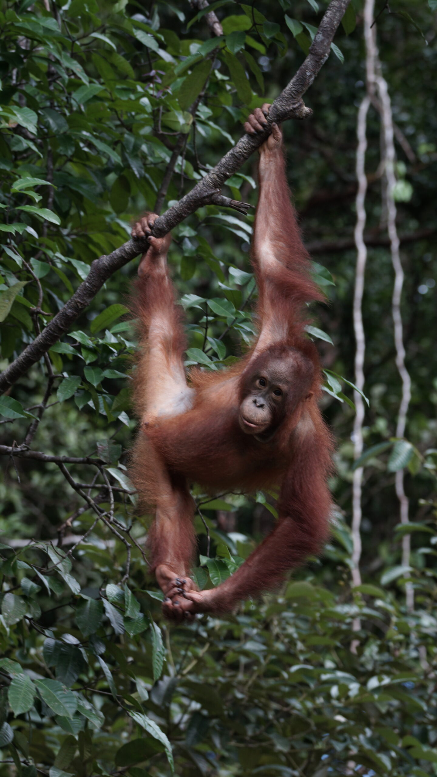 Featured image for “Update Redi januari 2026”