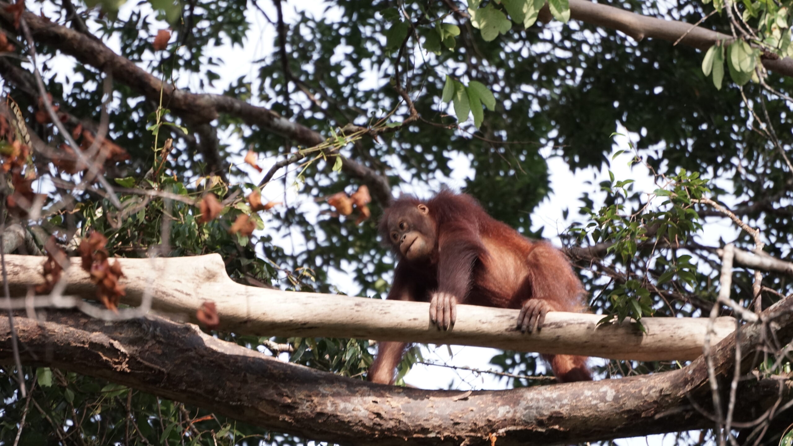 Featured image for “Update Banir januari 2026”