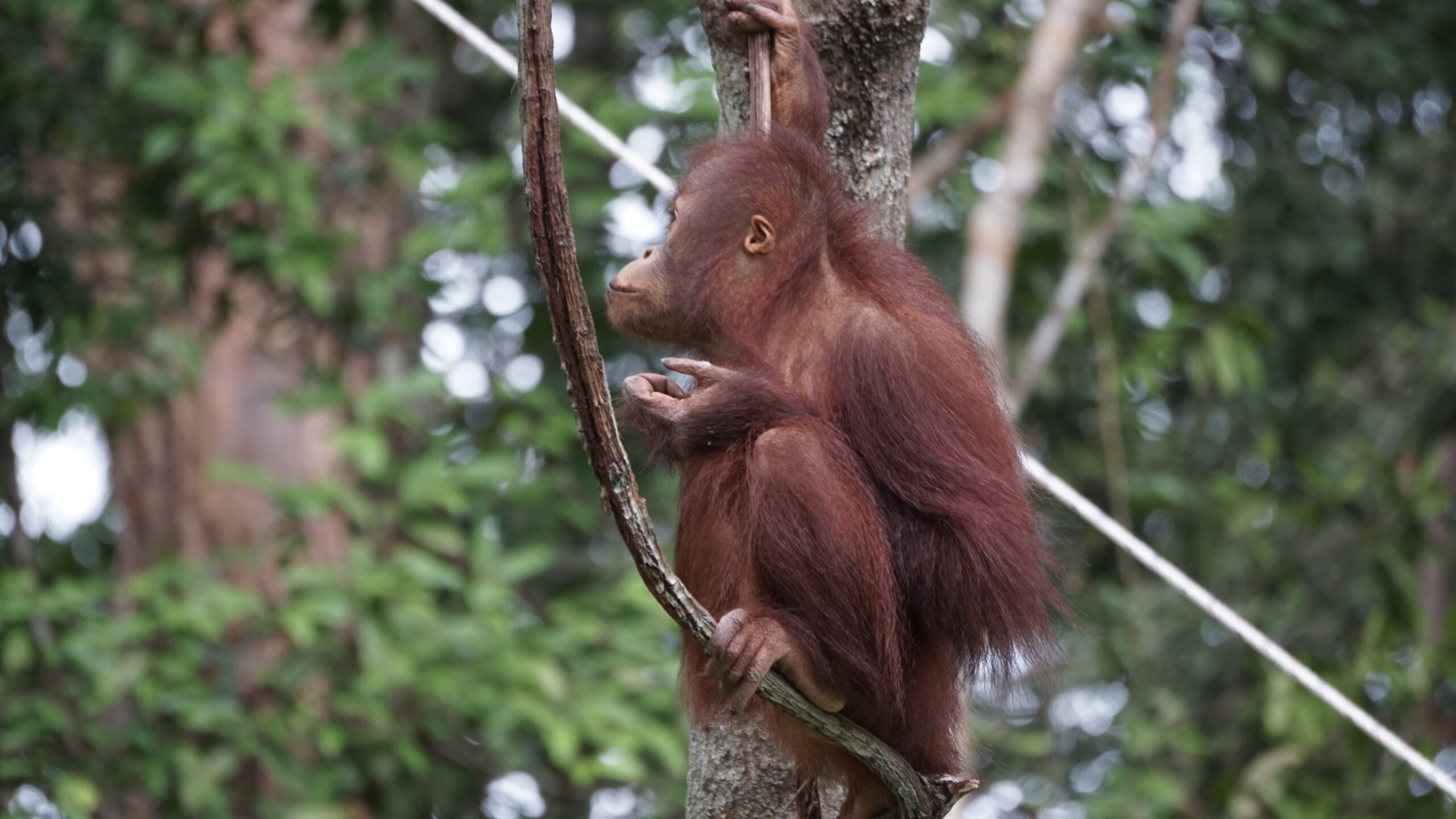 Featured image for “Update Banir februari 2026”