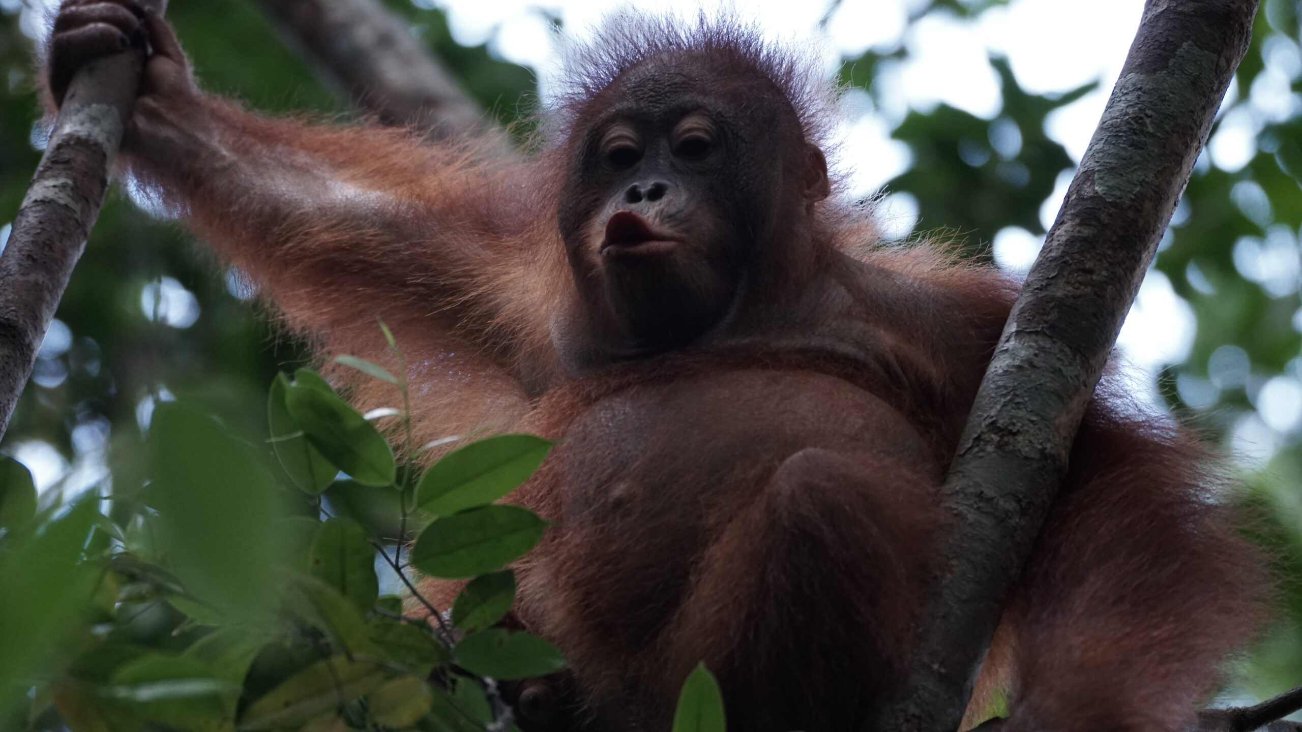 Featured image for “Update Redi februari 2026”