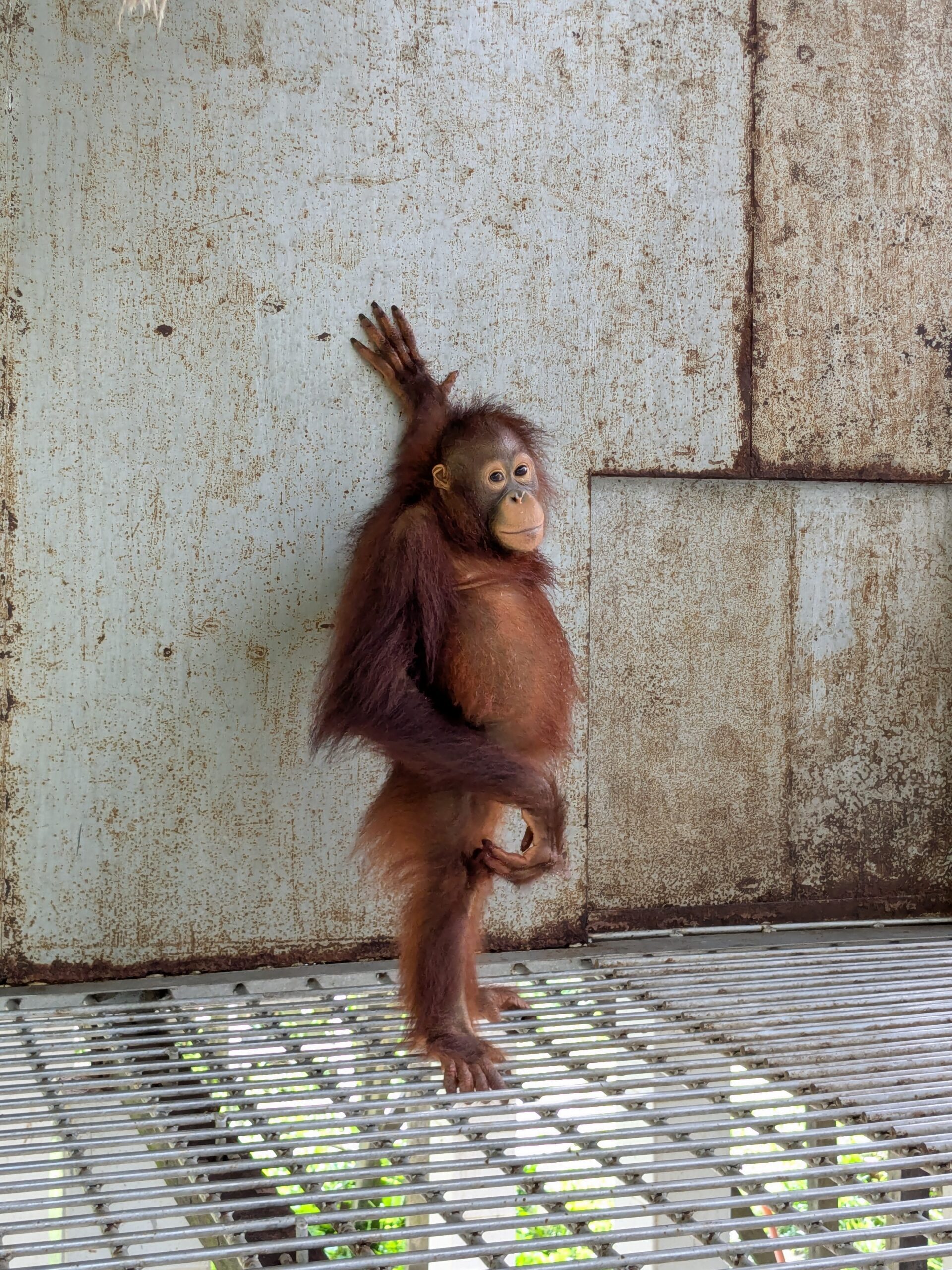 Featured image for “Update Banir november 2025”