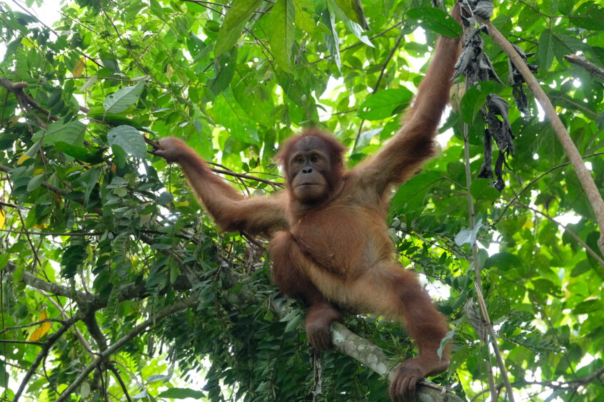 Janet is playing at Forest School but watching other orangutans.