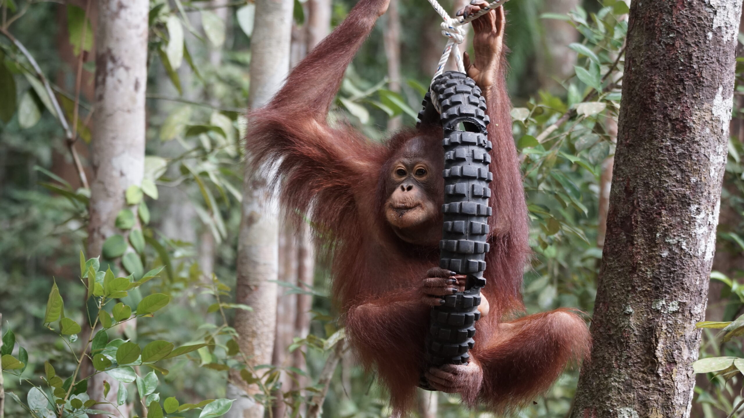 Featured image for “Update Banir maart 2026”