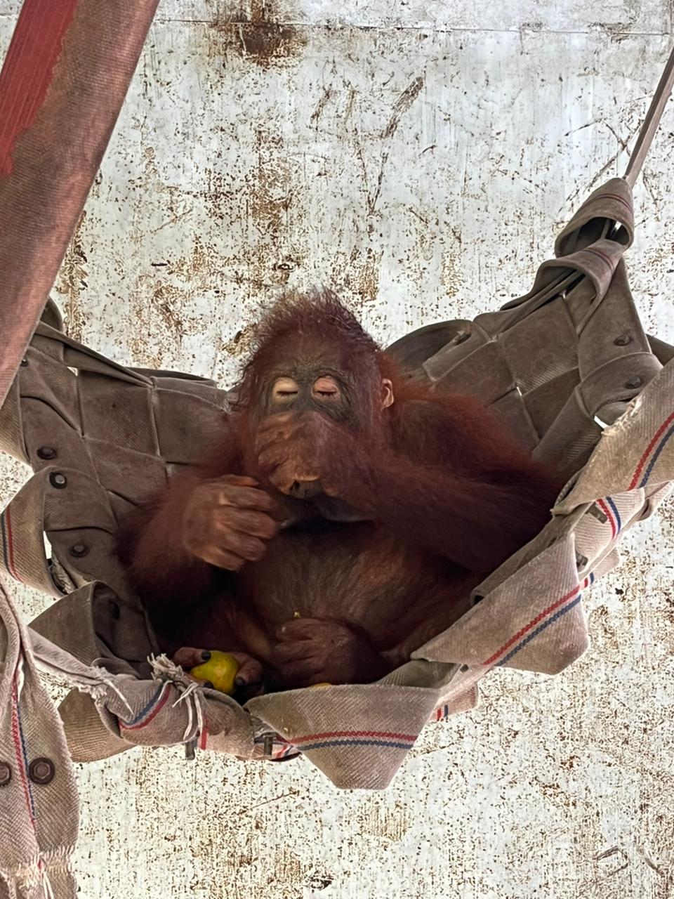 Featured image for “Update Redi maart 2026”