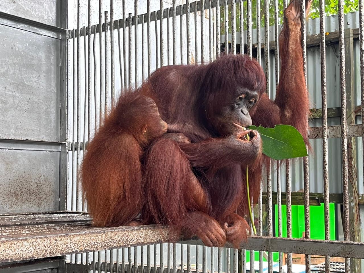 Featured image for “Update Sinta maart 2026”