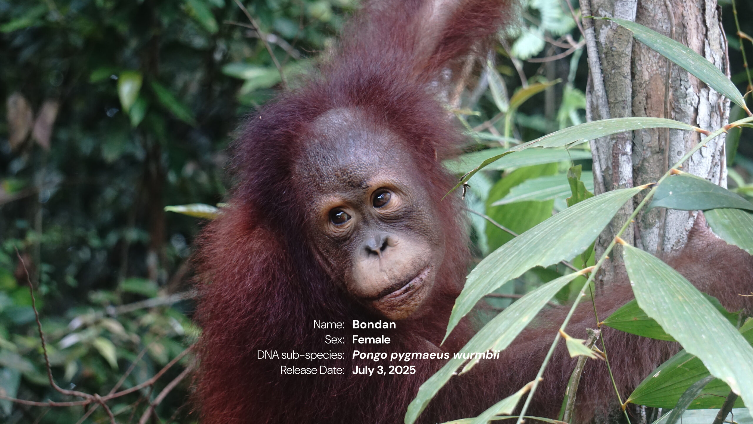 Bondan