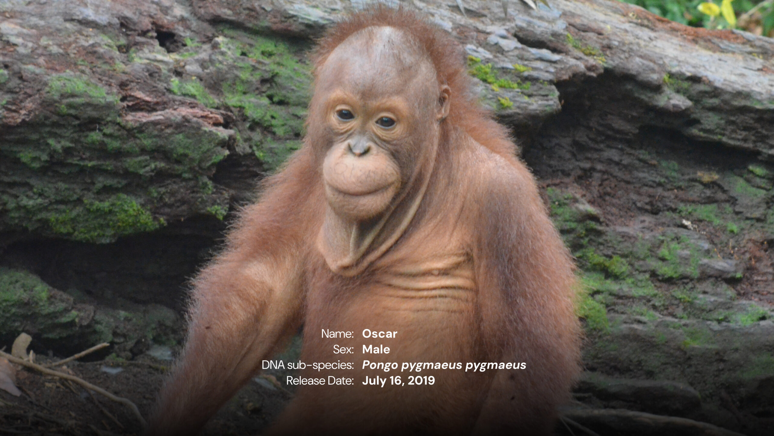 Oscar