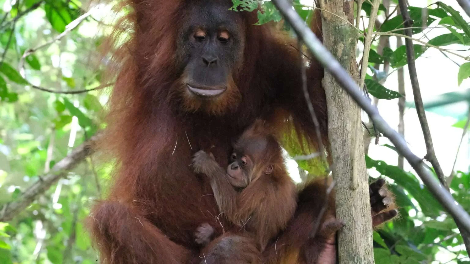 Featured image for “Rehabilitated Orangutan Gives Birth In The Wild In Aceh, Indonesia”