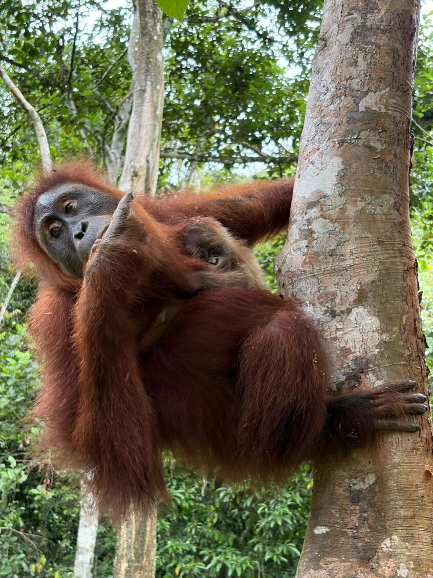 Wenda and Baby Copyright: YEL-SOCP- Khalidin
