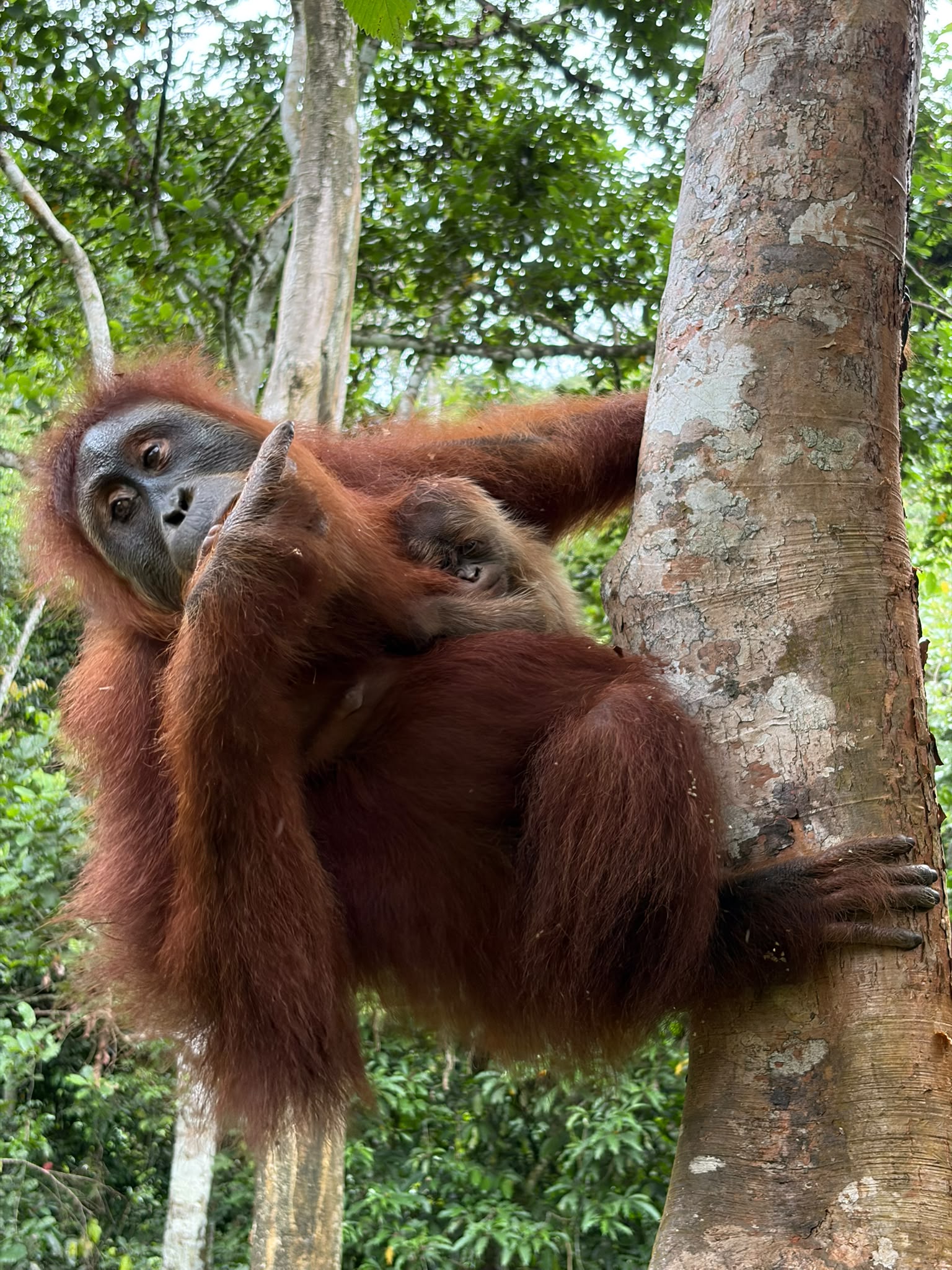 Featured image for “TWO REHABILITATED ORANGUTANS GIVE BIRTH IN THE WILD IN LESS THAN THREE  MONTHS IN ACEH, INDONESIA”