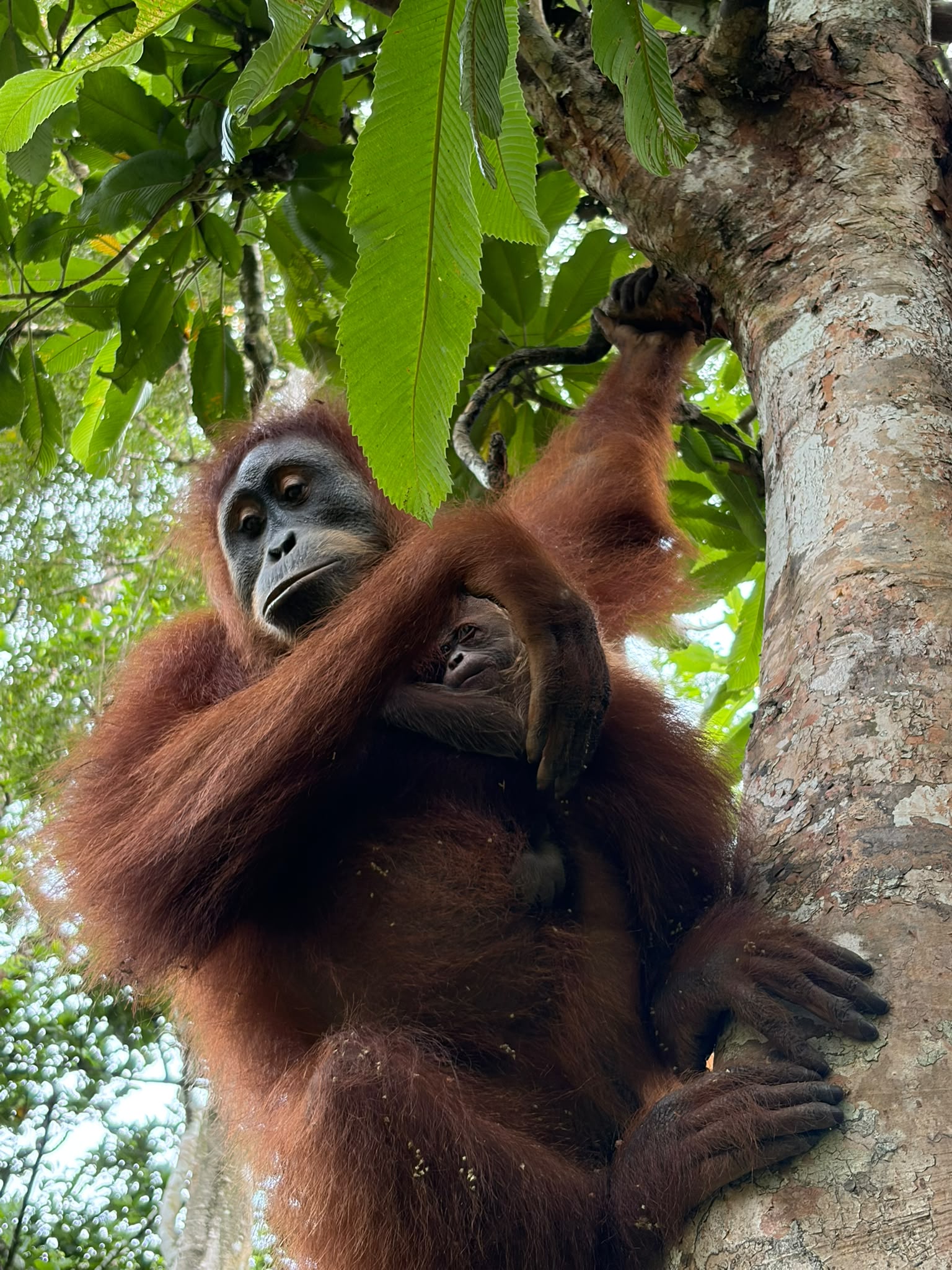 Wenda and Baby Copyright: YEL-SOCP- Khalidin
