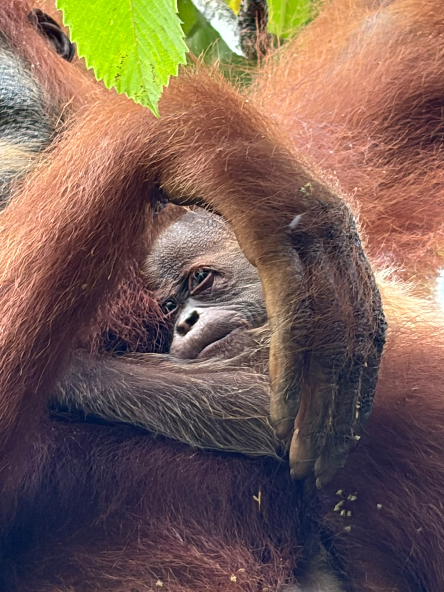 Wenda and Baby Copyright: YEL-SOCP- Khalidin