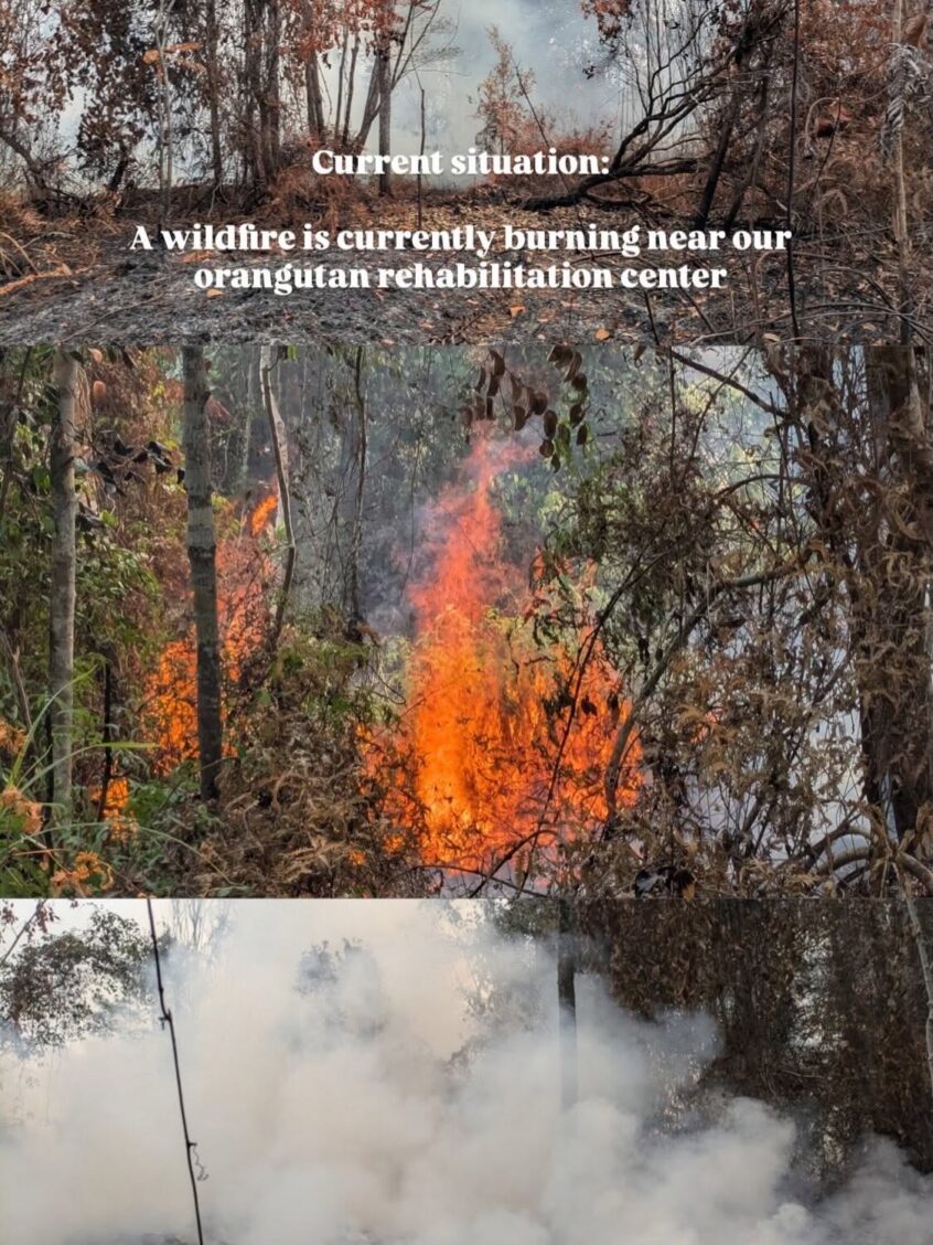 Forest fire