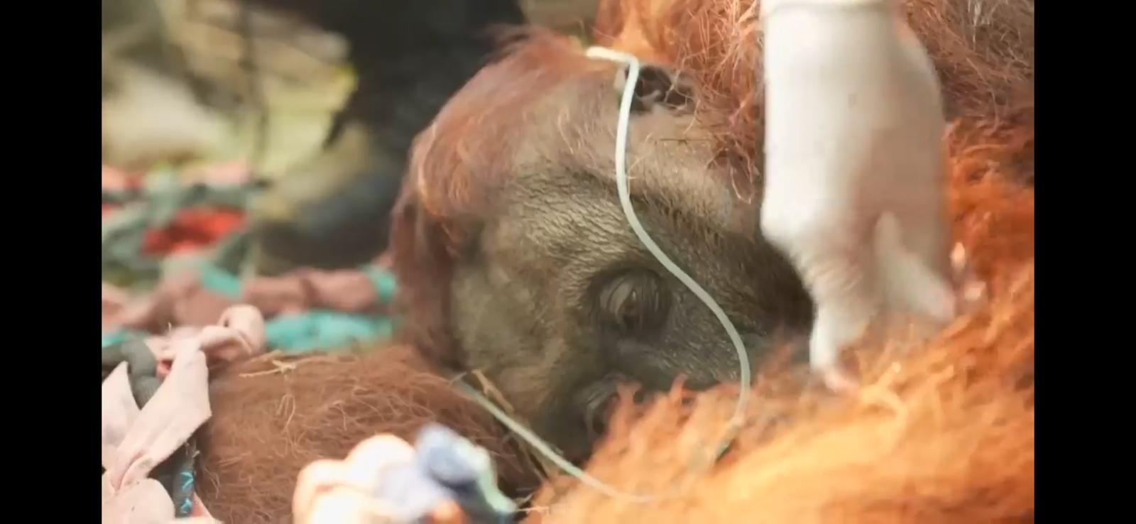 Orang-oetan die slachtoffer geworden is van de rook