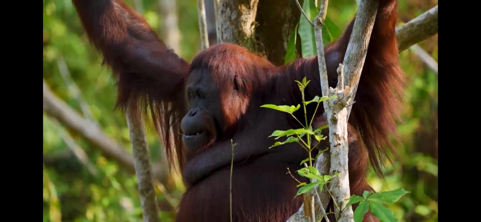 Orang-oetan
